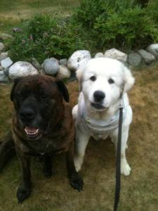 Mr. Stinky Droolface and Jai (Ginormous white slobbering dog)