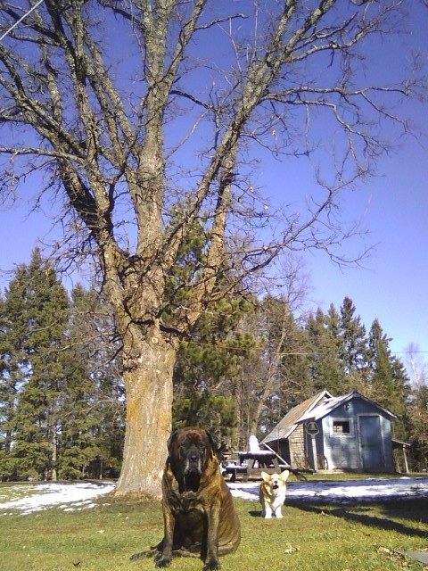 mastiff, corgi, oak