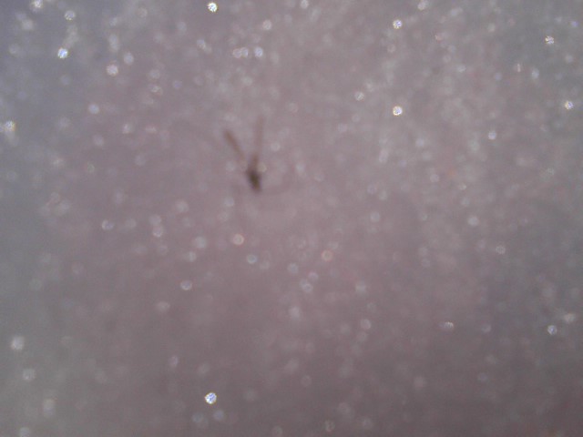 mosquito in the snow