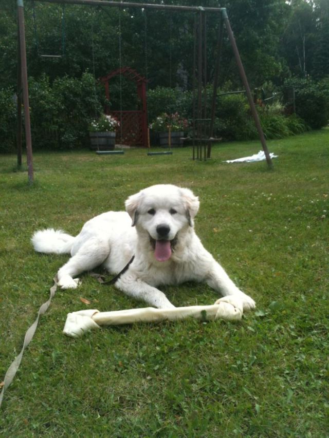 great pyrenees puppy, The Funny Farm, Cook, MN