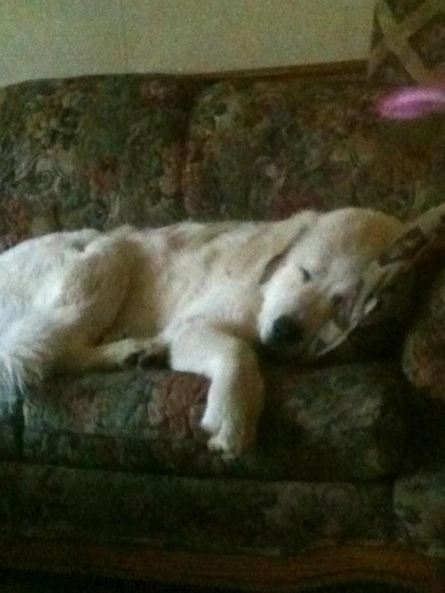 working dog, great pyrenees, couch