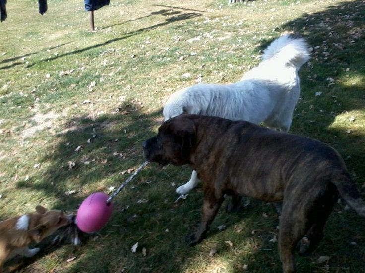 Mastiff, Great Pyreness, Corgi playing