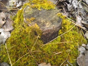 moss, tree, stump