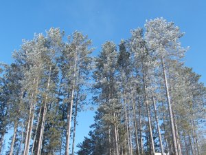 pine trees with frost
