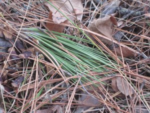 pine needles
