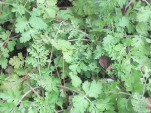 feverfew, chrysanthemum