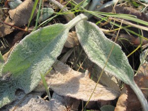 lamb's ear plant