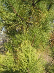 white or red pine