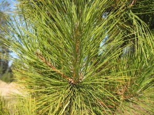 red, white pine needles