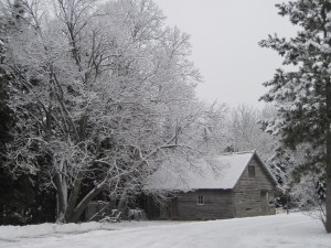 Basswood, linden, woodshed, the funny farm