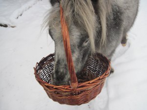 pony, pine cones, fire starters