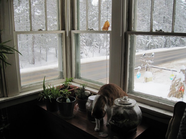 window, snow, cat, houseplants