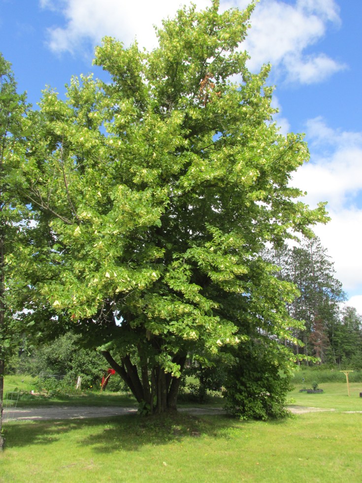 Linden, Basswood, tea, make your own tea
