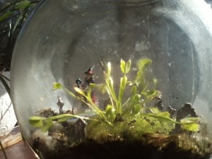 fairy cemetery, terrarium, venus fly trap, pajari girls, halloween, graveyard