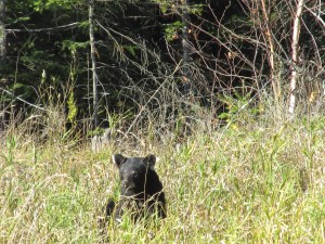 black bear, pajari girls, mn, bear