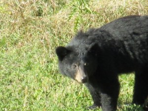 black bear, pajari girls, mn, bear