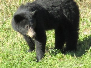 black bear, pajari girls, mn, bear