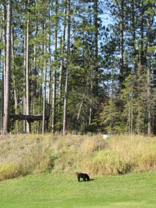 black bear, pajari girls, mn, bear