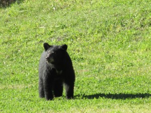 black bear, pajari girls, mn, bear