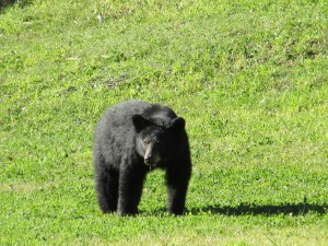 black bear, pajari girls, mn, bear