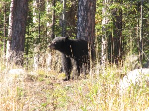 black bear, pajari girls, mn, bear