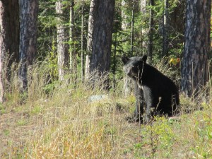 black bear, pajari girls, mn, bear