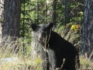 black bear, pajari girls, mn, bear