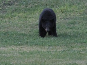 black bear, pajari girls, mn, bear