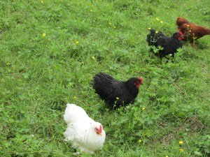 Roosters, Funny Farm, Pajari Girls, Food, Soup
