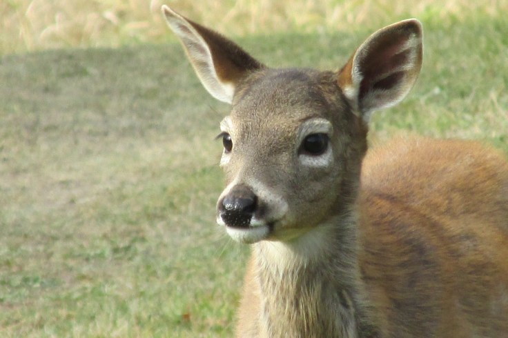 deer, whitetail, baby deer, fawn