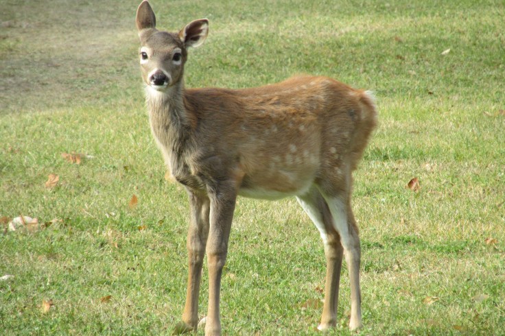 deer, whitetail, baby deer, fawn