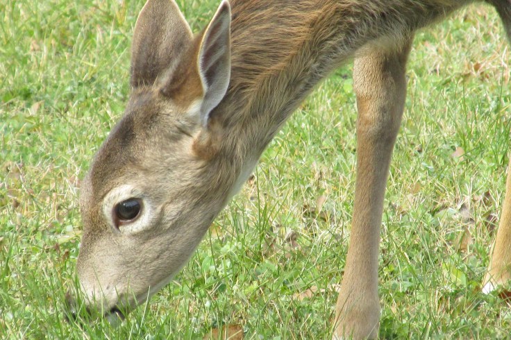 deer, whitetail, baby deer, fawn