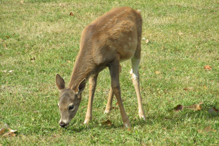 deer, whitetail, baby deer, fawn