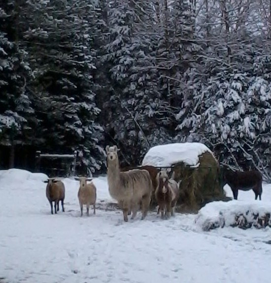 herd, pony, llama, goat, sheep