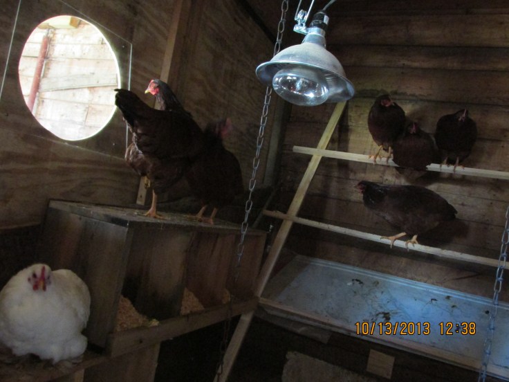 hens, chickens, farm, eggs