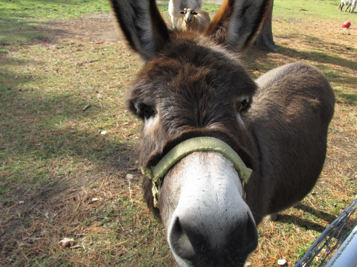 donkey, the farm, pajari girls