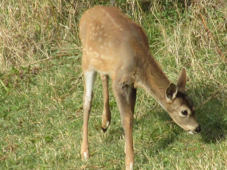 deer, whitetail, baby deer, fawn
