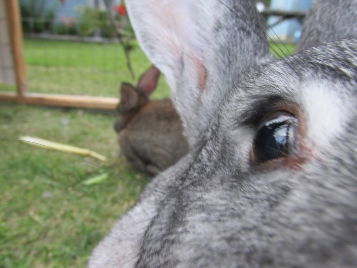 Flemish Giant, rabbit, bunny