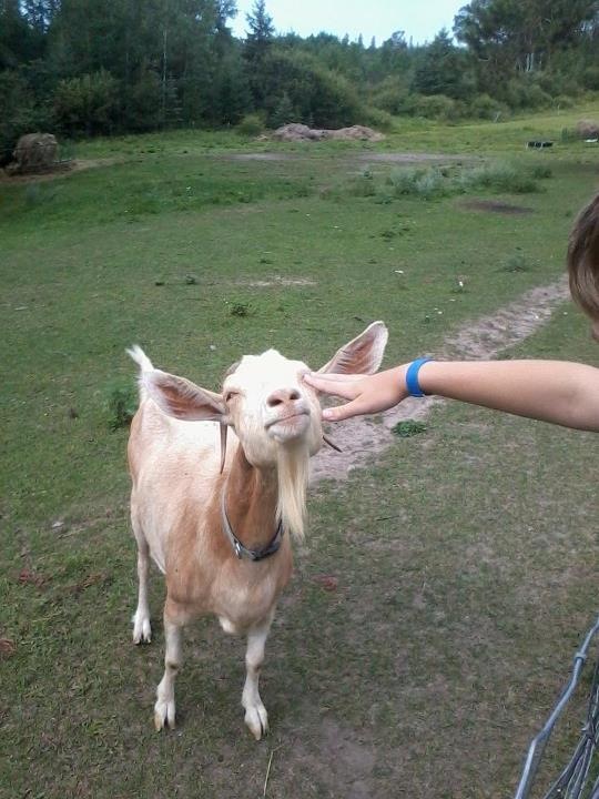 goat, farm, pajari girls