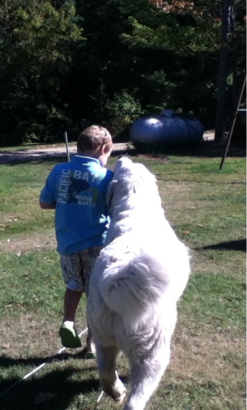 great pyrenees, dog, boy, farm