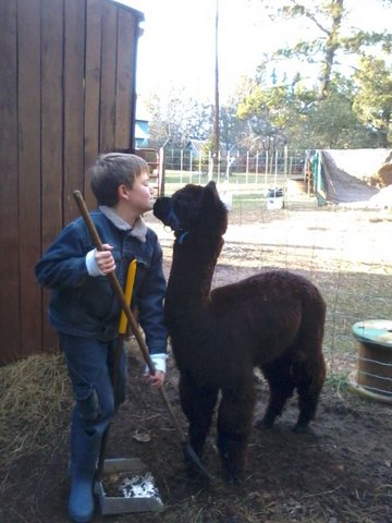 alpaca, farm, pajari girls