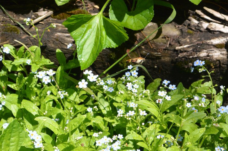 hummingbird moth, forget me nots, pajari