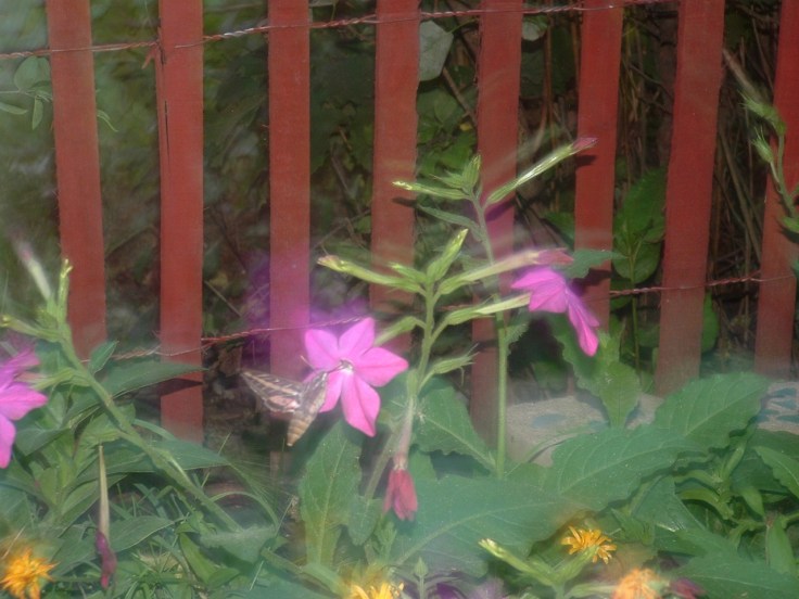 hummingbird moth, nicotiana, tobacco flower