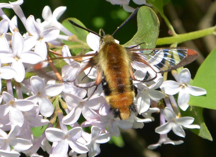 lilacs butterflies and hummer moths 052keep