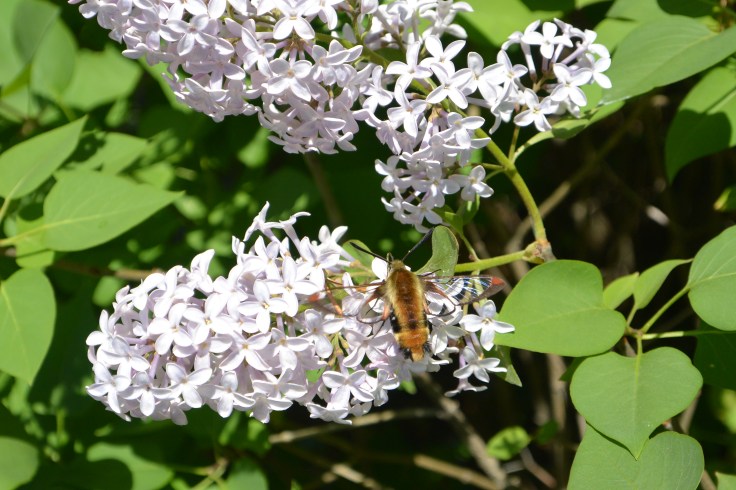 lilacs butterflies and hummer moths 052keep