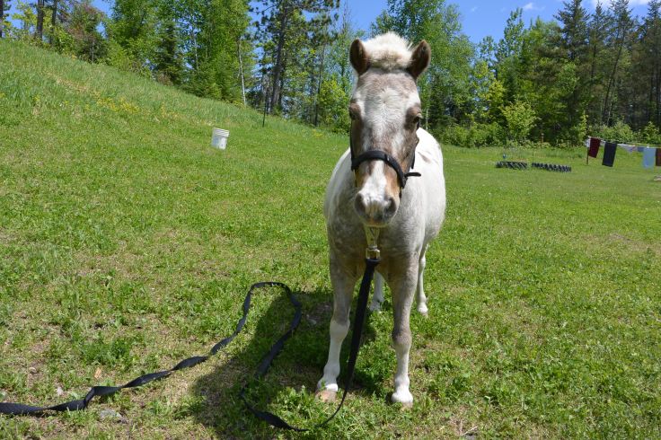 miniature horse, pony, cook's country connection, pajari girls