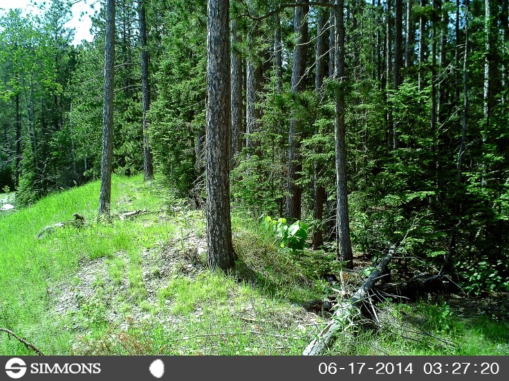 badger, woodchuck, groundhog, trail cam, marmot, ground squirrel, land beaver, cook's country connection, northern mn, minnesota animals, pajari girls, petting farm
