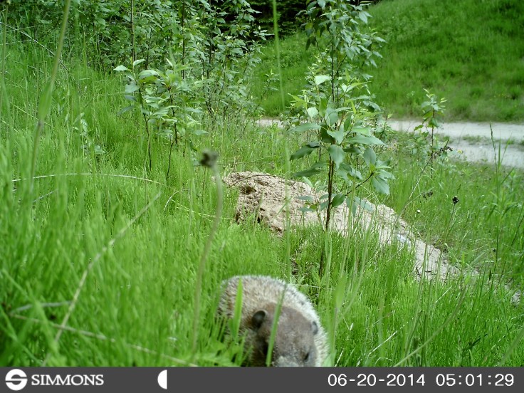 woodchuck, groundhog, trail cam, marmot, ground squirrel, land beaver, cook's country connection, northern mn, minnesota animals, pajari girls, petting farm