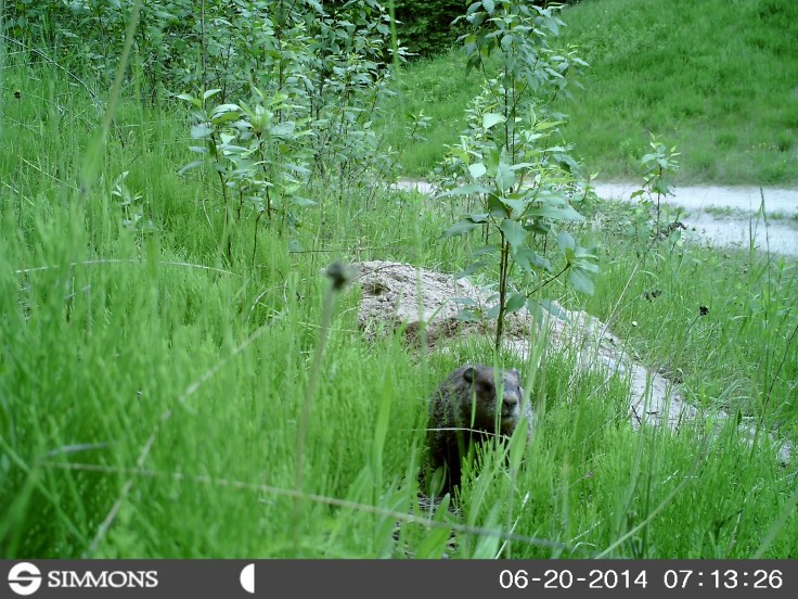 woodchuck, groundhog, trail cam, marmot, ground squirrel, land beaver, cook's country connection, northern mn, minnesota animals, pajari girls, petting farm