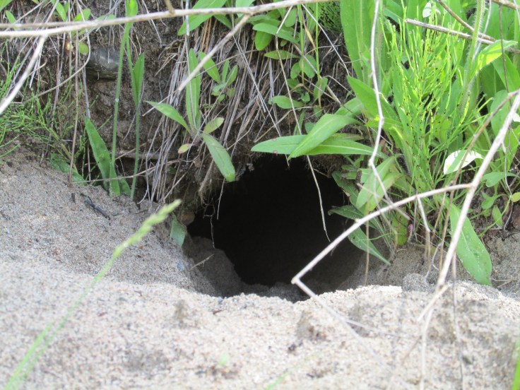 getting this shot made me nervous, because on